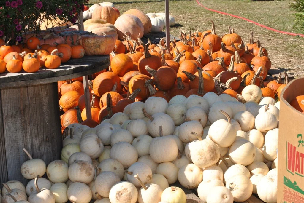 Pumpkin Patch